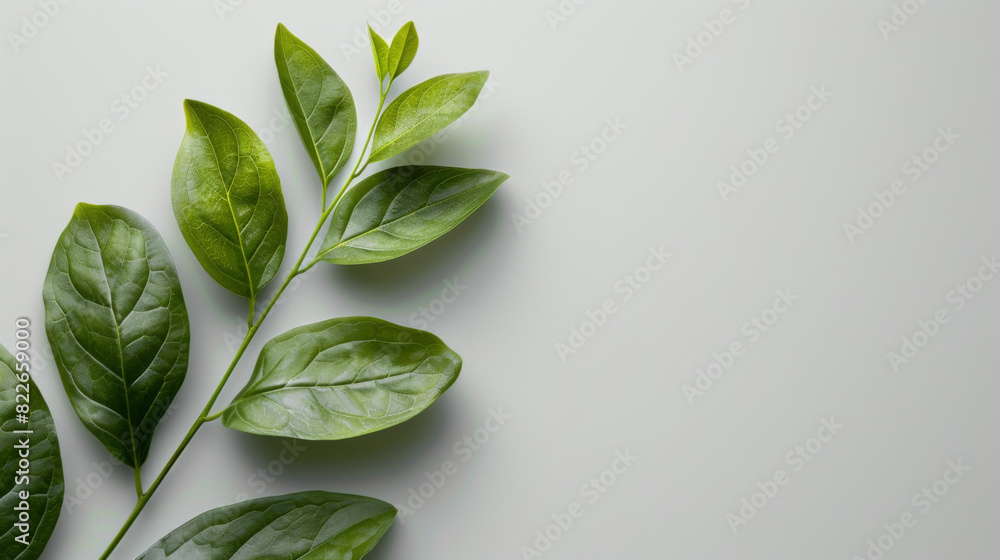 Bright green leaves placed over a smooth gray backdrop, perfect for environmental themes. Bright green leaves placed over a smooth gray backdrop, perfect for environmental themes.