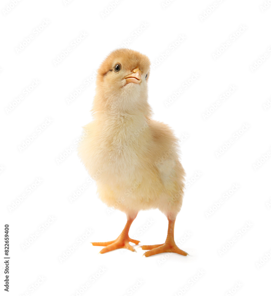 One cute chick isolated on white. Baby animal One cute chick isolated on white. Baby animal