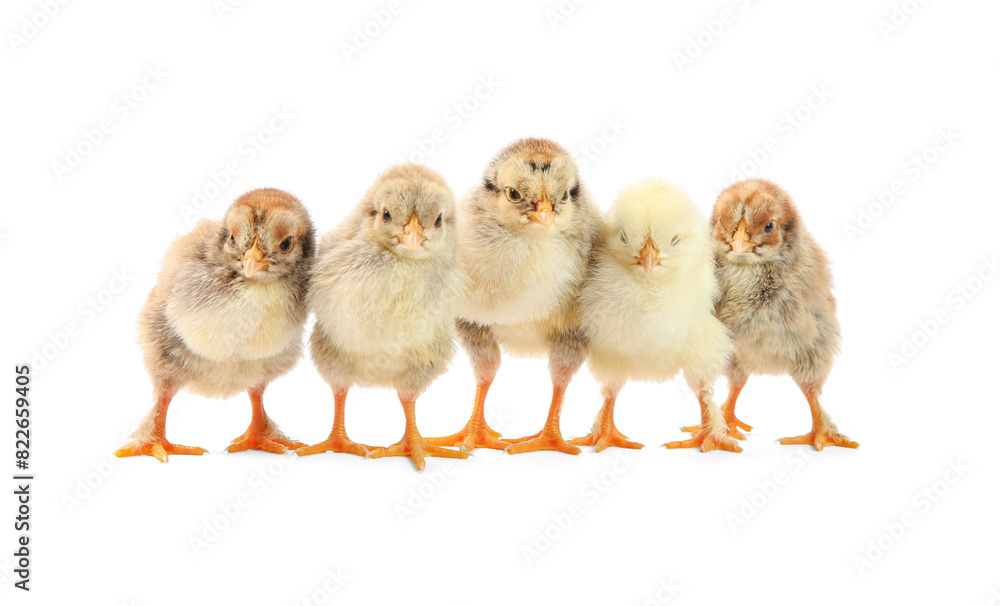 Many cute chicks isolated on white. Baby animals Many cute chicks isolated on white. Baby animals