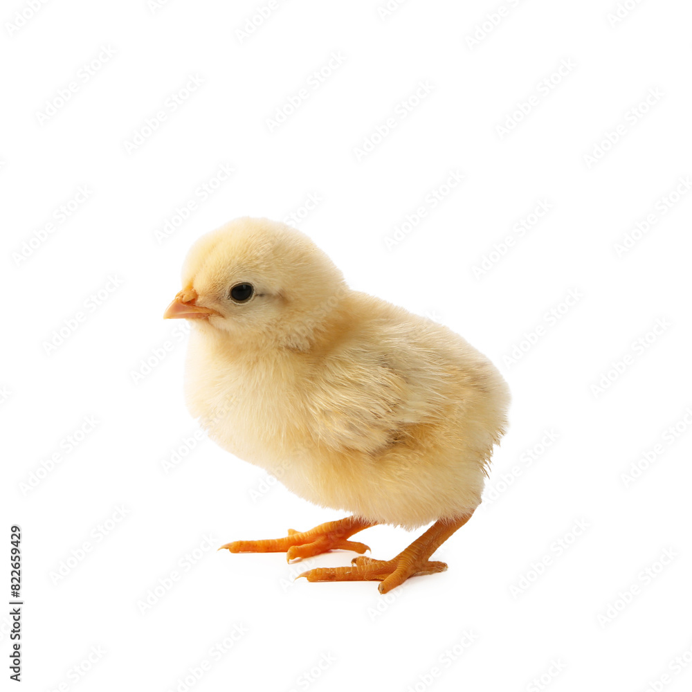 One cute chick isolated on white. Baby animal One cute chick isolated on white. Baby animal