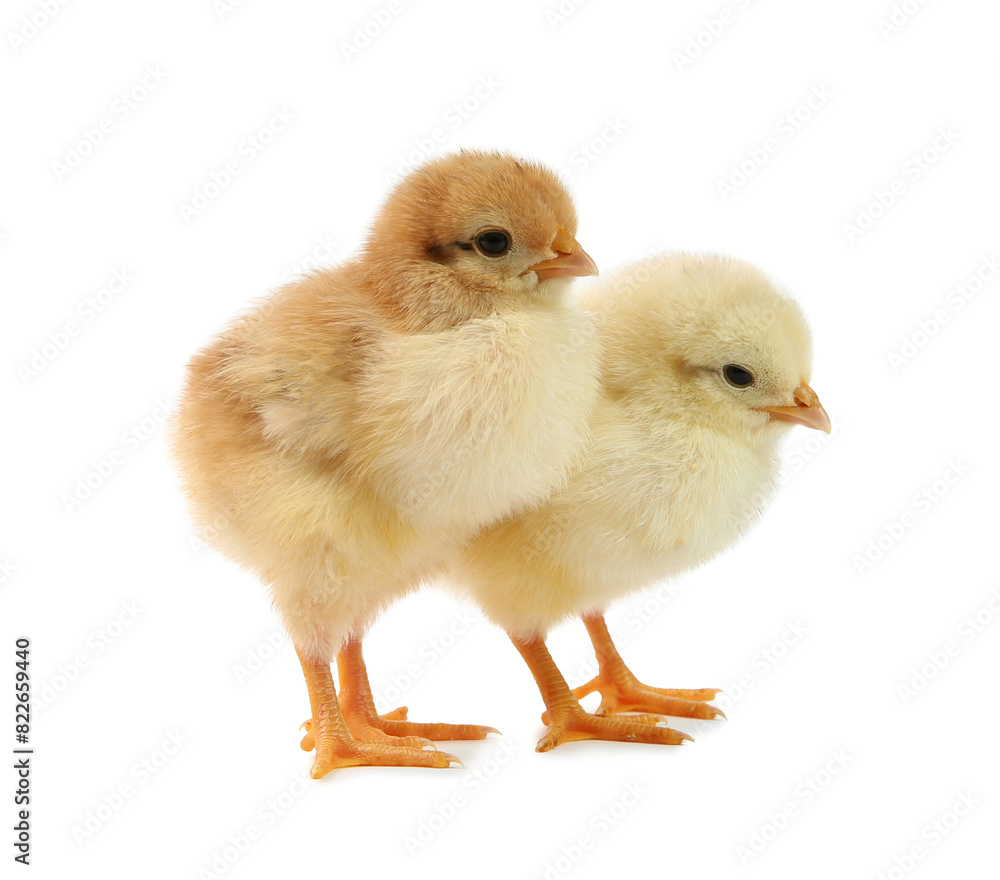Cute chicks isolated on white. Baby animals