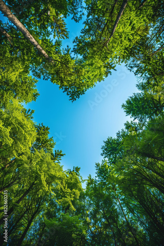 Love in Nature  Heart-Shaped Tree Canopy