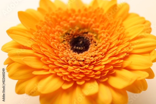 Beautiful yellow gerbera flower on beige background  closeup