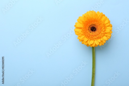 Beautiful yellow gerbera flower on light blue background  top view. Space for text