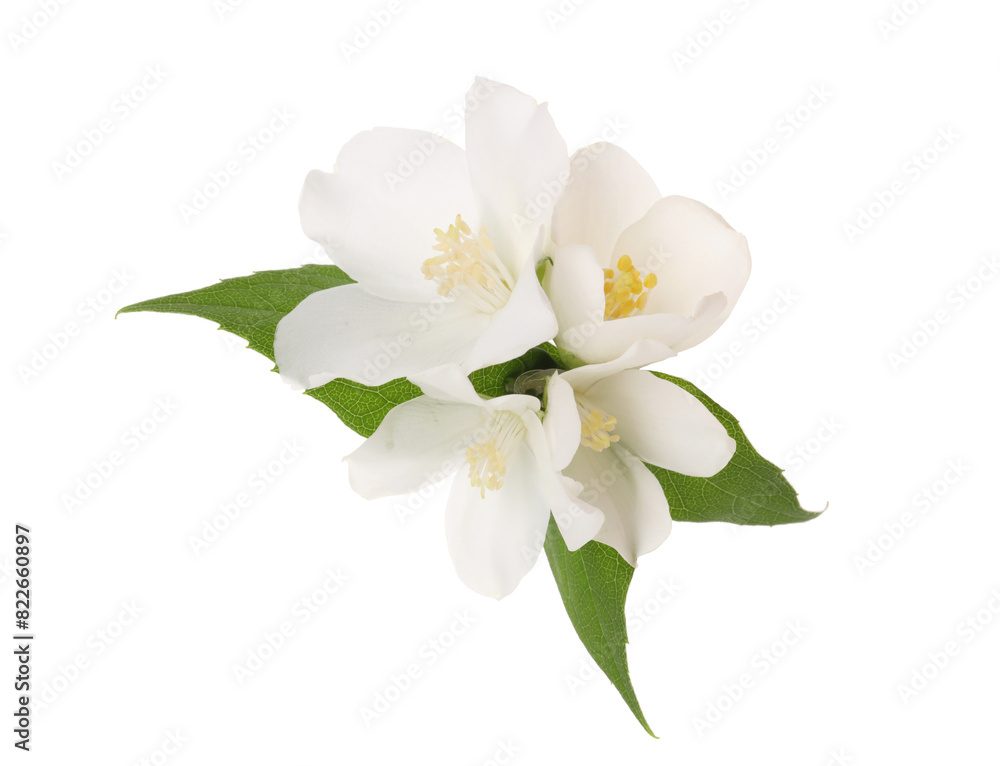 Branch of jasmine flowers and leaves isolated on white Branch of jasmine flowers and leaves isolated on white