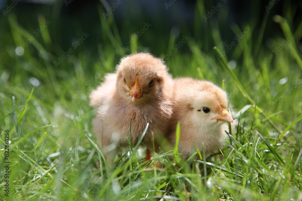 Cute chicks on green grass outdoors, closeup. Baby animals