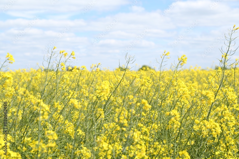 Beautiful rapeseed flowers blooming in field under blue sky Beautiful rapeseed flowers blooming in field under blue sky