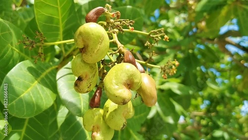 Cashew tree Anacardium occidentale with ripe fruits nuts in Mexico.