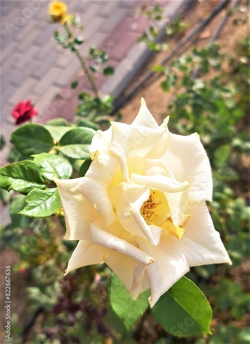 yellow rose in garden