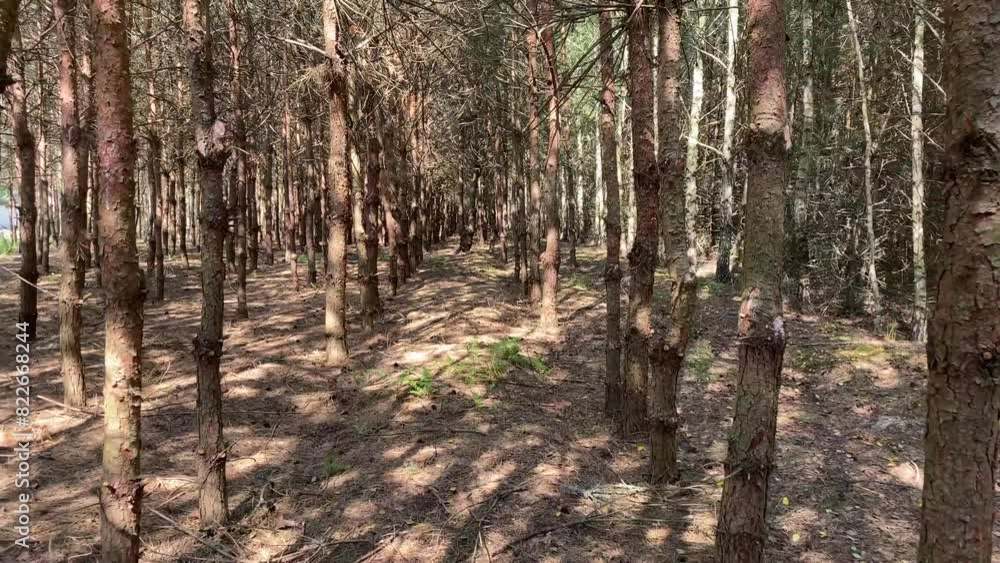 A walk in the summer pine forest 1 A walk in the summer pine forest 1