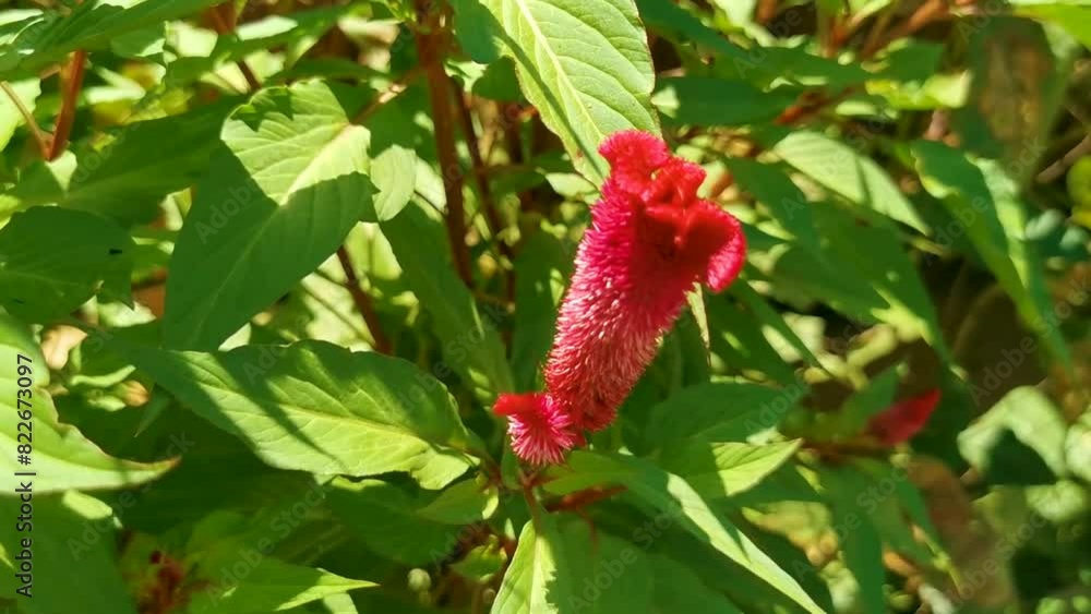 Tropical tree bush with red pink flowers flower Mexico. Tropical tree bush with red pink flowers flower Mexico.
