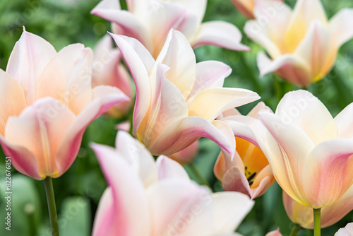 Netherlands, South Holland, Lisse. Pale colored tulips in a garden. photo