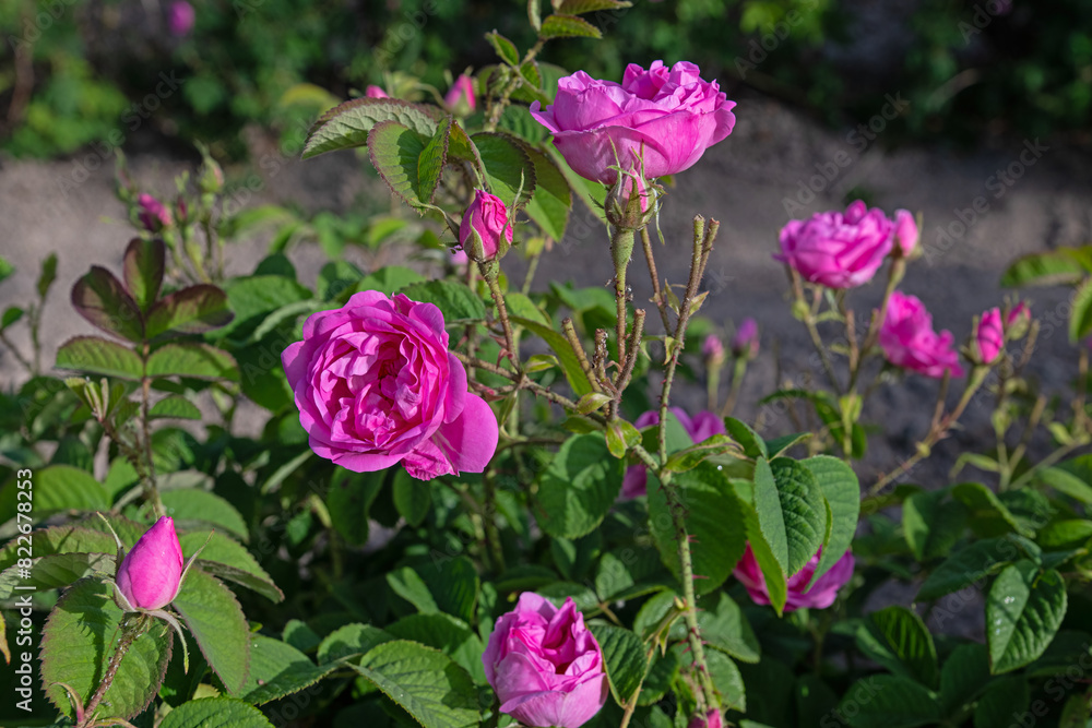 The pink roses in the rosefields at famous city that is Isparta is a famous city in Turkey. The pink roses in the rosefields at famous city that is Isparta is a famous city in Turkey.