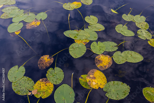 A lake with yellow water lilies and other aquatic plants.