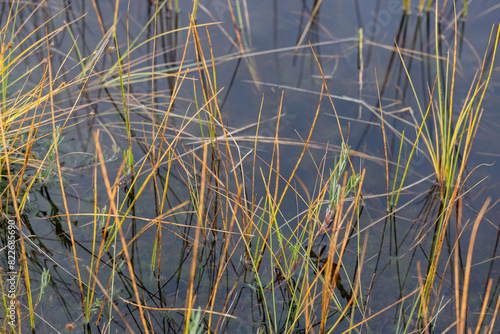 There are sedge stalks in the water in the swamp.