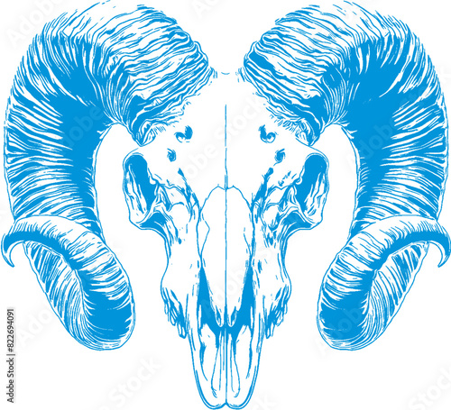 goat skull vector, ram skull, goat head, goat