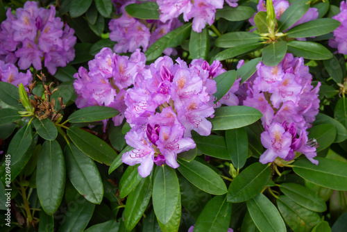 Flowering bush of pink rhododendron