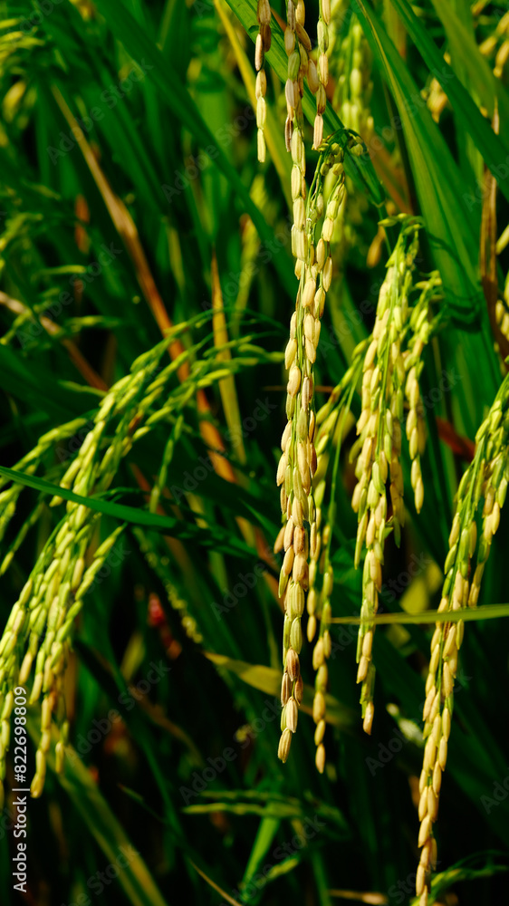 Selective focus picture and close up of ready to harvest jasmine fragrant rice at paddy field in Sekinchan. Selective focus picture and close up of ready to harvest jasmine fragrant rice at paddy field in Sekinchan.