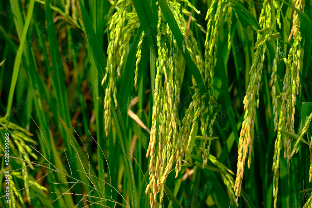 Selective focus picture and close up of ready to harvest jasmine fragrant rice at paddy field in Sekinchan. Selective focus picture and close up of ready to harvest jasmine fragrant rice at paddy field in Sekinchan.