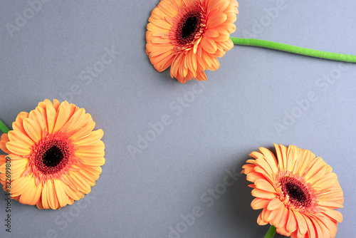 Three yellow gerbera flowers on gray background. Top view, flat lay, copy space