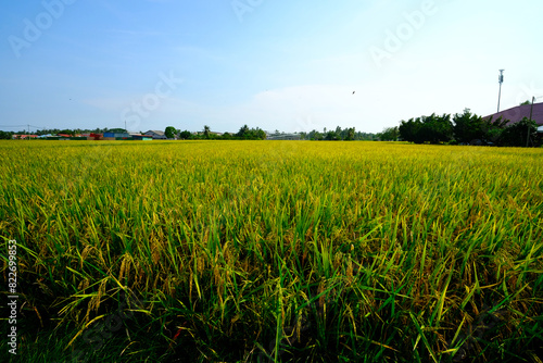 Selective focus picture of paddy  plant at paddy field with rice waiting to be harvest