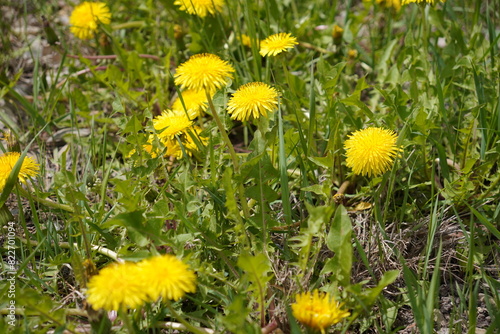 yellow dandelions in the grass