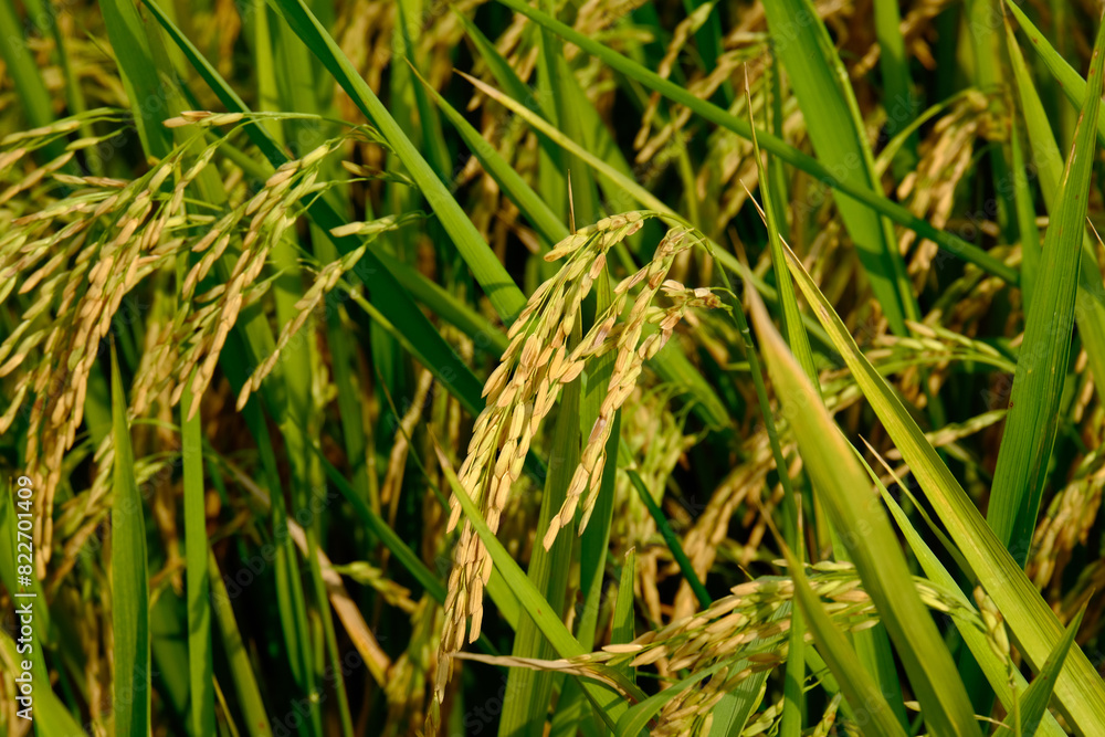 Selective focus of jasmine fragrant rice at paddy field waiting to harvest. Selective focus of jasmine fragrant rice at paddy field waiting to harvest.