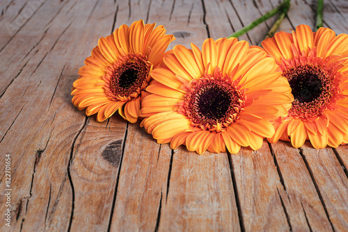 Orange gerbera daisy flowers on wooden background. Closeup, copy space