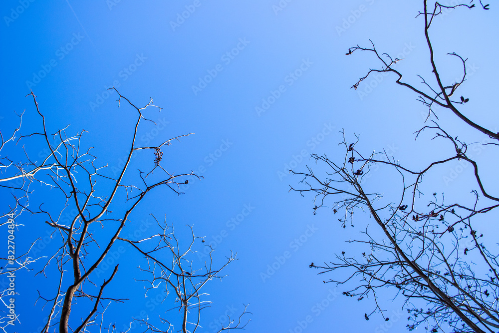 The sky is blue and the trees are bare
