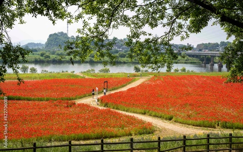 나주 영산강 강변에 핀 빨간 꽃양귀비(개양귀비꽃)