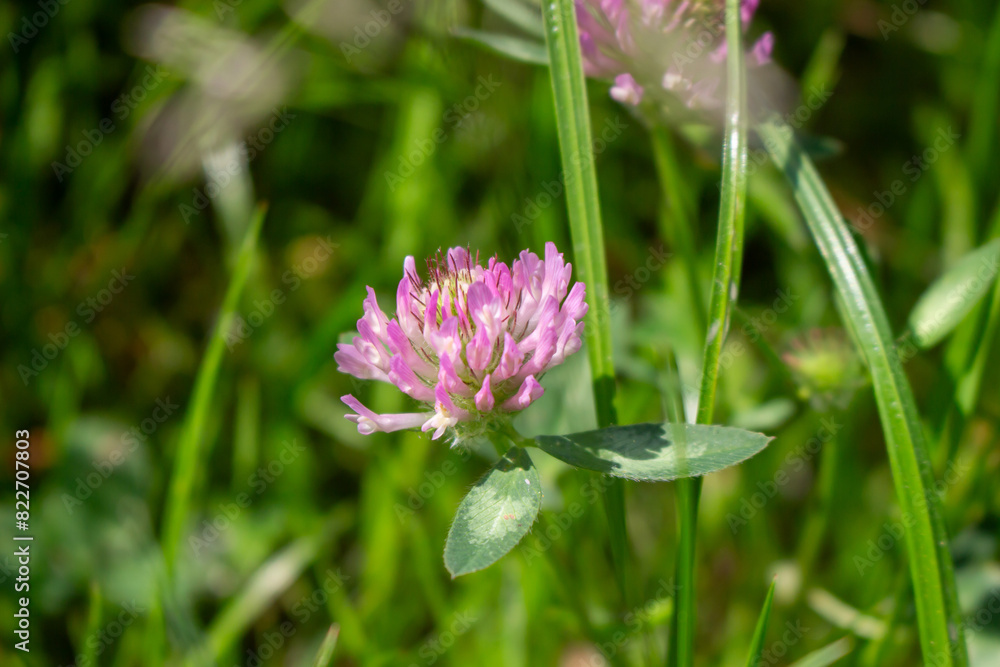 Meadow clover (Trifolium pratense) Meadow clover (Trifolium pratense)