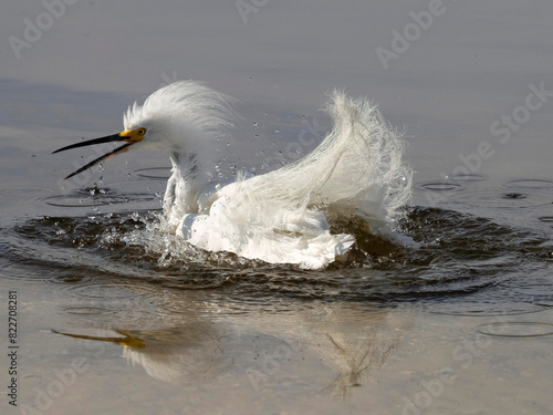 Snowy Egret, Egretta Thula, Florida, USA photo