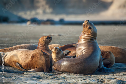 South America, Argentina, Patagonia, Peninsula Valdes. Sea lions close-up. (UNESCO World Heritage Site) photo