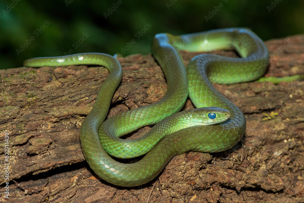 A beautiful green water snake (Philothamnus hoplogaster) on a fallen tree in the wild A beautiful green water snake (Philothamnus hoplogaster) on a fallen tree in the wild