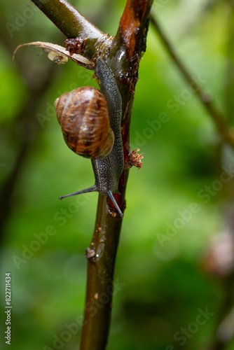 snail on a branch