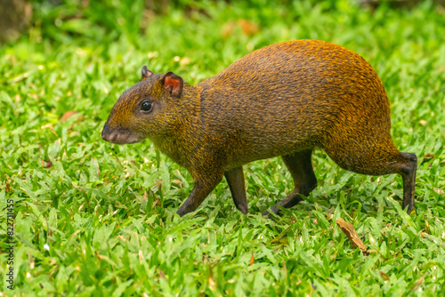 Costa Rica, Tuis Valley. Agouti animal close-up. photo