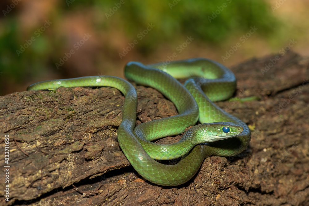 A beautiful green water snake (Philothamnus hoplogaster) on a fallen tree in the wild A beautiful green water snake (Philothamnus hoplogaster) on a fallen tree in the wild