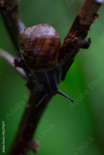 snail on a branch