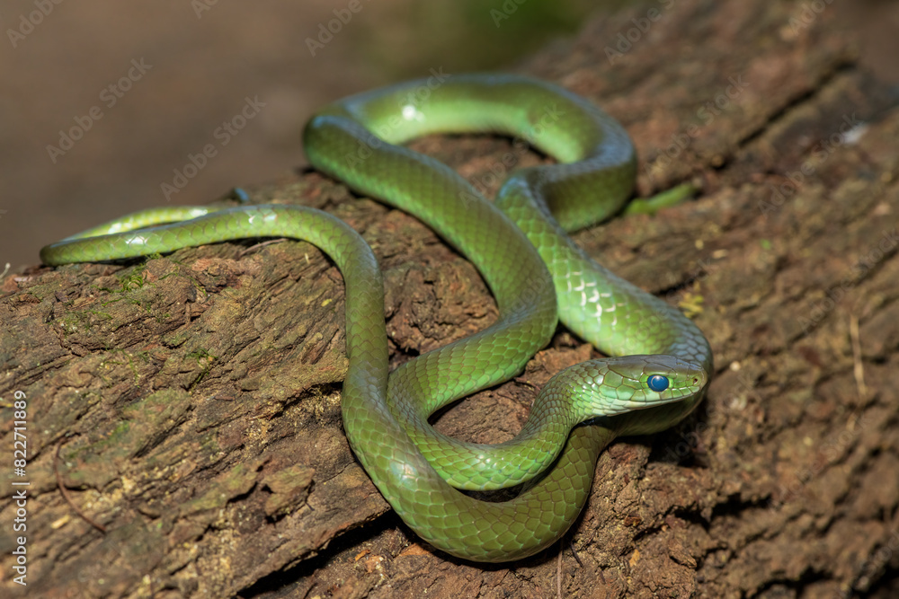 A beautiful green water snake (Philothamnus hoplogaster) on a fallen tree in the wild A beautiful green water snake (Philothamnus hoplogaster) on a fallen tree in the wild