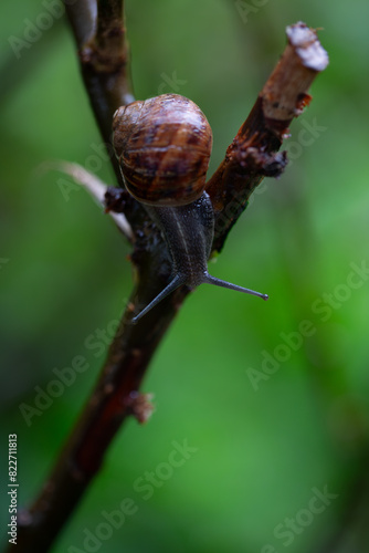 snail on a branch