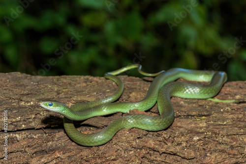 A beautiful green water snake (Philothamnus hoplogaster) on a fallen tree in the wild