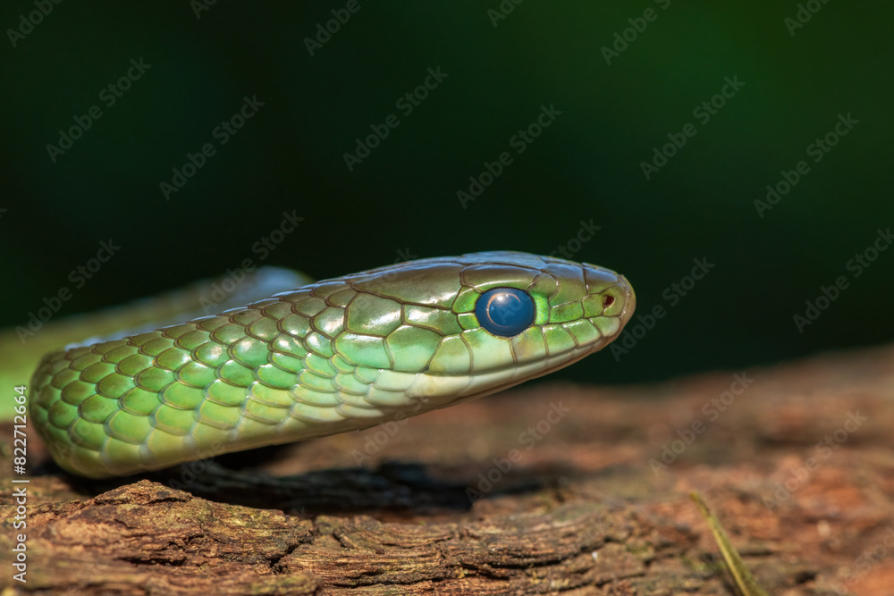 A beautiful green water snake (Philothamnus hoplogaster) on a fallen tree in the wild A beautiful green water snake (Philothamnus hoplogaster) on a fallen tree in the wild