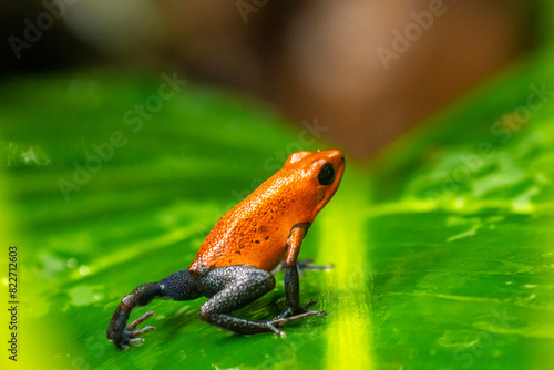 Costa Rica. Strawberry poison dart frog on leaf. photo