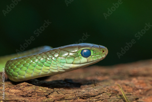 A beautiful green water snake (Philothamnus hoplogaster) on a fallen tree in the wild