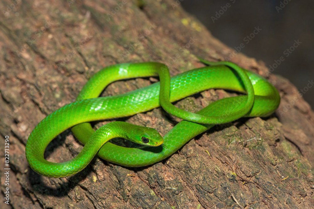 A beautiful green water snake (Philothamnus hoplogaster) on a fallen tree in the wild A beautiful green water snake (Philothamnus hoplogaster) on a fallen tree in the wild
