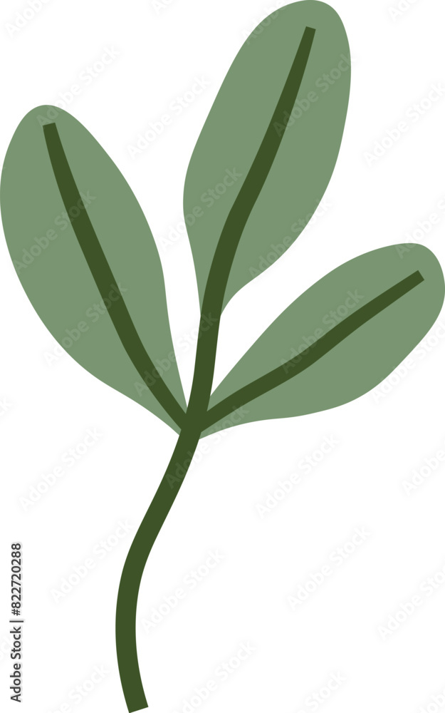 Leaves Branch Plant