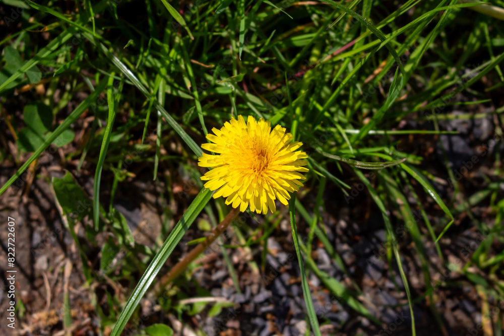 Edible fresh yellow blowball dandelion flowers, spring, summer Edible fresh yellow blowball dandelion flowers, spring, summer