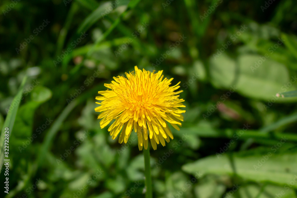 Edible fresh yellow blowball dandelion flowers, spring, summer Edible fresh yellow blowball dandelion flowers, spring, summer