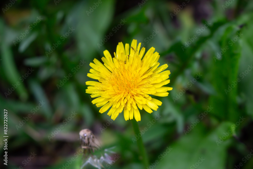 Edible fresh yellow blowball dandelion flowers, spring, summer Edible fresh yellow blowball dandelion flowers, spring, summer