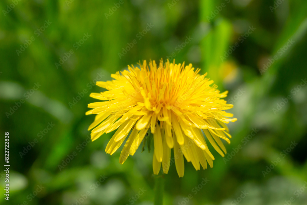 Edible fresh yellow blowball dandelion flowers, spring, summer Edible fresh yellow blowball dandelion flowers, spring, summer